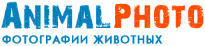 фото животных